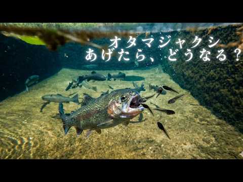 [Shocking] What happens when you feed tadpoles to stream fish in a pond...