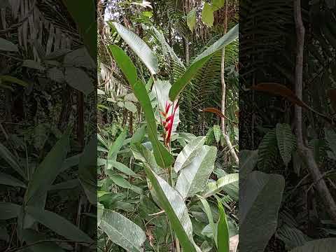 mi papá es el creador del escudo del municipio de calamar Guaviare #parati #calamar #guaviare