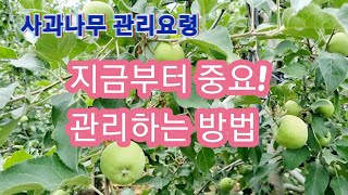 (6윌말) 사과나무 관리 지금부터가 중요 이렇게 관리하면 된다