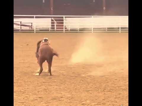 Branger Buckers - Eldorado - MCBHS - 2022 Open Bucking Horse Consignment