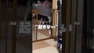起きない
