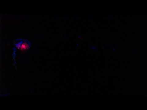 Init Preset & Rizomorf @ Human Evolution Festival, Italy