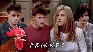 Becoming a Rooster | Friends