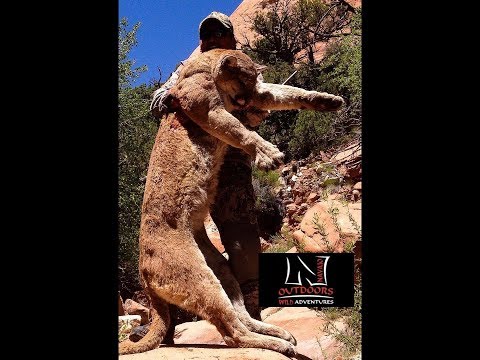 New Mexico Mountain Lion Hunt