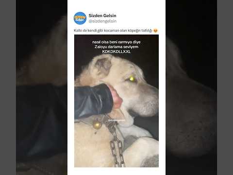 Kalbi de kendi gibi kocaman olan köpeğin tatlılığı 😍
