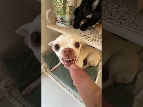 Niki the most celebrity chihuahua inthe world 🤣🤣#999 #viralshorts #f ...