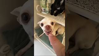 Niki the most celebrity chihuahua inthe world 🤣🤣#999 #viralshorts #f ...
