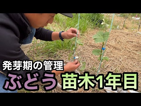 園芸 ブドウの植え付け、維持管理