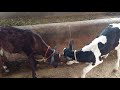 Calf Fighting