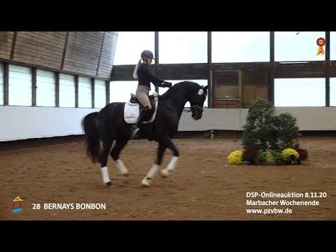 Trainingsimpressionen KN 28 BERNAYS BONBON, 5-j. Wallach v. Bernay-Lanciano