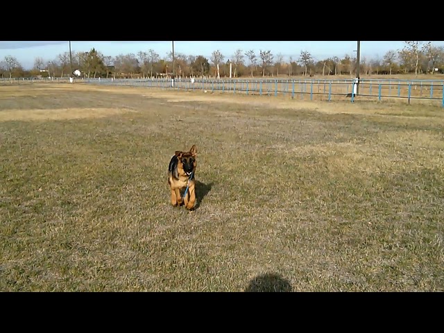 German Shepherd Dog puppy for sale