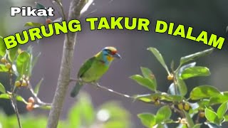 Download lagu PIKAT DAN MASTERAN BURUNG TAKUR HUTAN mp3 Download lagu PIKAT DAN MASTERAN BURUNG TAKUR HUTAN mp3