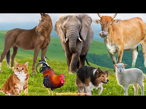 Farm Animal Habitat: Elephant, Goat, Cow, Pig, Buffalo, Cat, Dog, Chicken - Animal Sounds