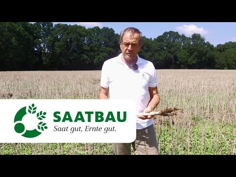 Feldhygiene - die Basis für gesunde Rapsbestände