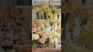 Download lagu Daffodils in Their Full Glory mp3