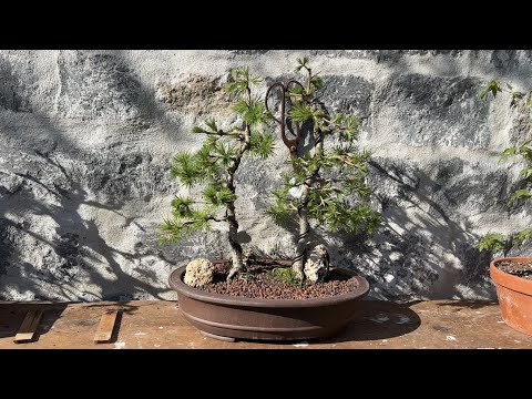 How to: Bonsai First Styling/Repotting - Larix Decidua
