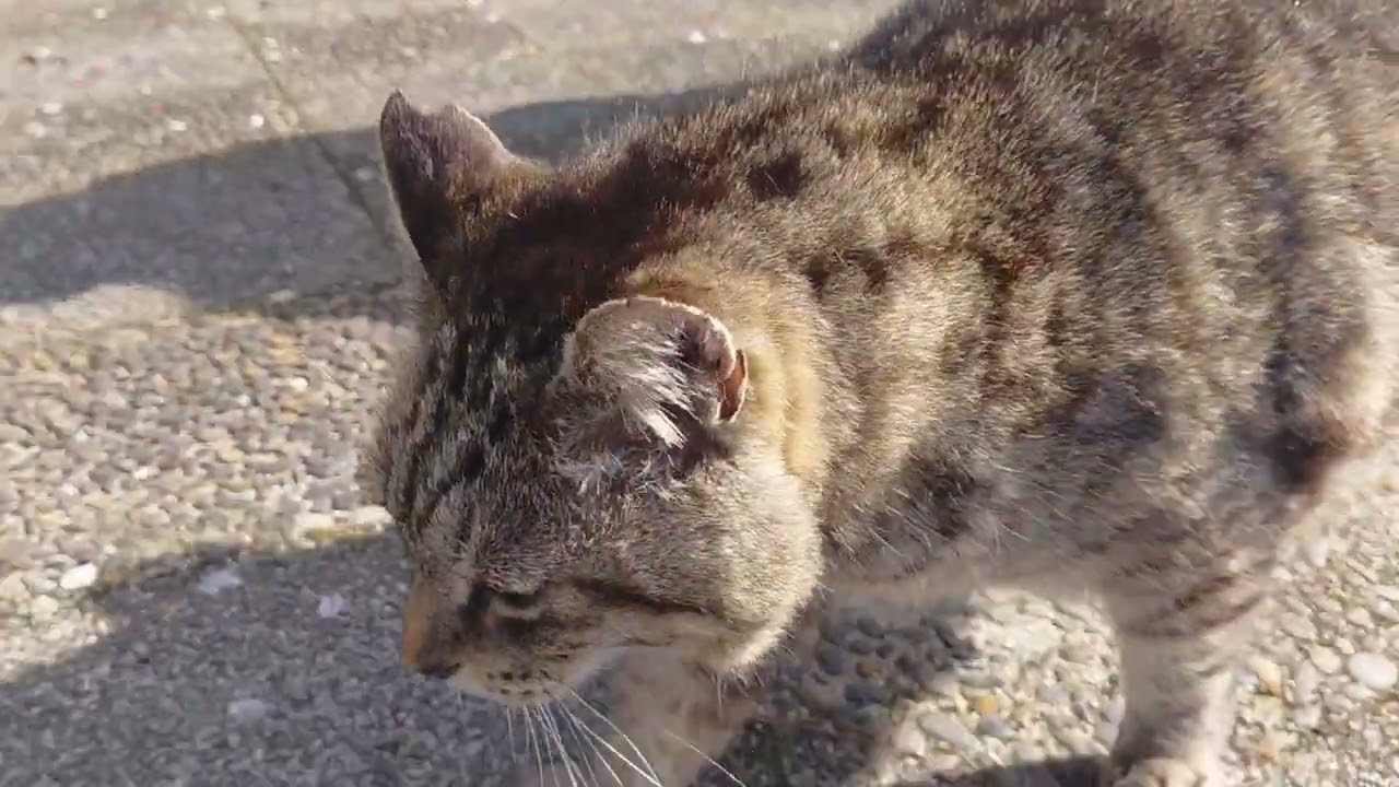 一周終え戻るとお見送りに出てきてくれたまん丸ちゃん❗コロンと転がるまん丸ちゃん(笑)❗パパさんからゴシゴシ⤴️帰る前にキビナゴ🐟パクパク⤴️今日も忙しくなりそうなまん丸ちゃん何だニャン♥️