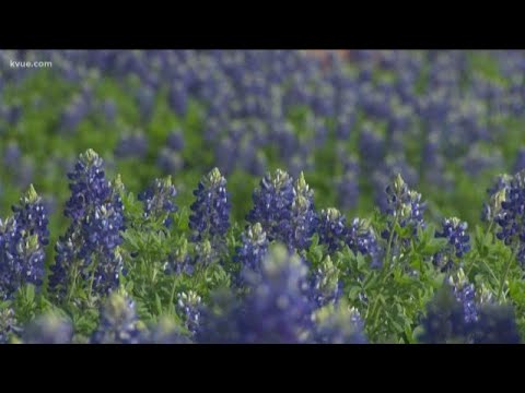 Here's how to plant bluebonnets at home