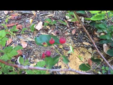 Service berries or Amelanchier