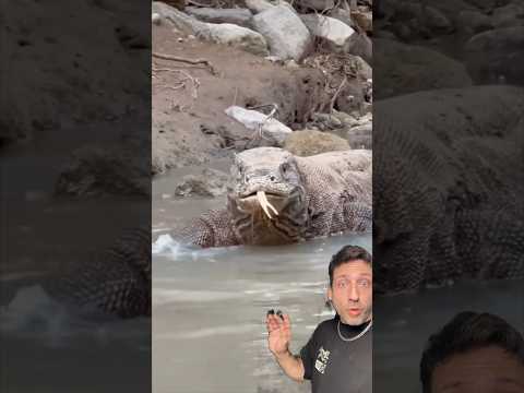 The Komodo Dragon is SCARY