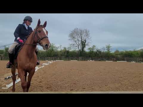 Lovely Riding Club/Amateur type - Image 2