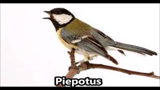 Piepotus