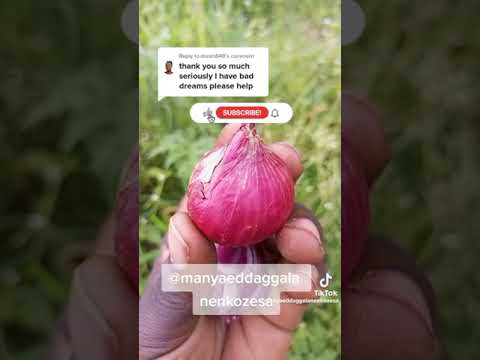 OMUGASO GWA AKATUNGULU GUGUNO