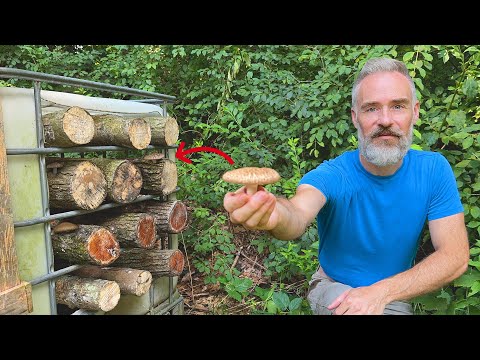 How to Grow Shiitake Mushrooms in Logs