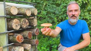 How to Grow Shiitake Mushrooms in Logs