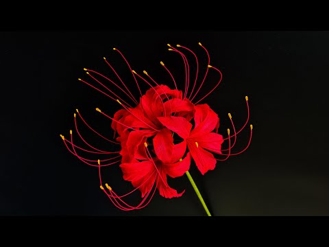 How To Make Red Spider Lily Paper Flower / Paper Flower / Góc nhỏ Handmade