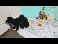 Yorkiepoo dogs for sale: Tucker - Video 1
