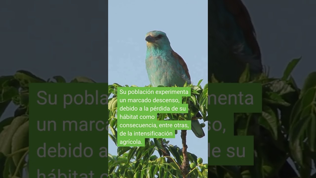 ¡Cuánta cantidad de colores!