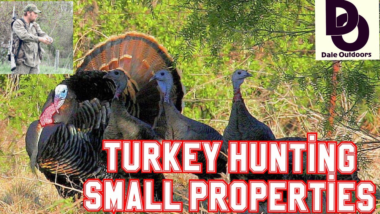Whats the smallest turkey you can get? EN General