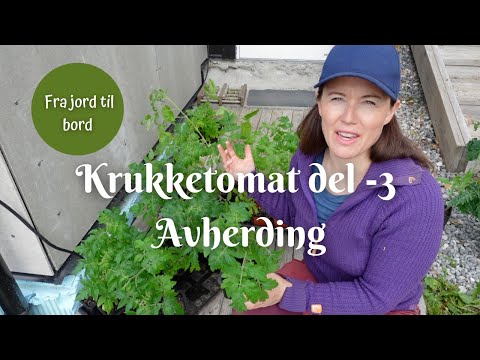 Krukketomat fra jord til bord | Avherder og tilpasser utelivet