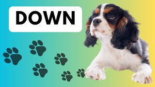 Teach Your Puppy to Lie Down 🐶 | Easy Step-by-Step with a Cavalier King Charles Spaniel Puppy