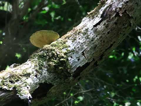 GROOTVADERSBOSCH   1 JAN 2022