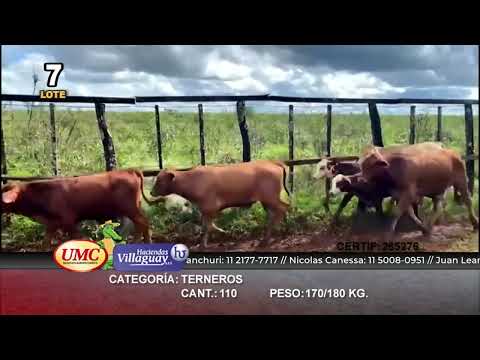 Lote 110 Terneros en Virasoro, Corrientes