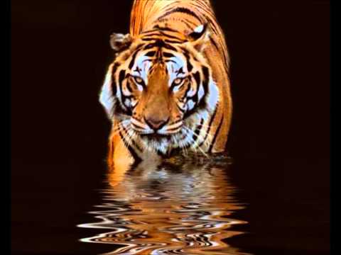 ΧΑΙΝΗΔΕΣ & Mode Plagal - Η Τίγρης