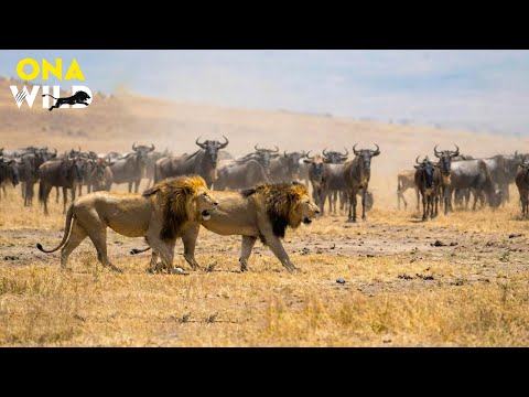 SERENGETI LION: The Truth Behind the “King” | #AnimalDocumentary