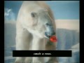 Polar Bear For The Butter Council By Barney Edwards For Coleman Partners