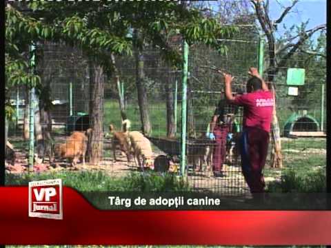 Târg de adopții canine
