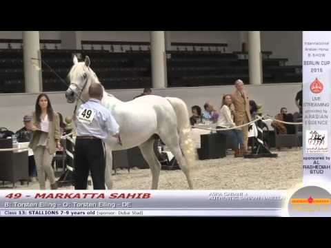 Berlin Cup Werder 2015 - Stallion 7-9 years old (Class 13) - N.49 MARKATTA SAHIB