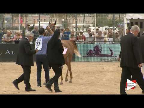 N.27 ARIA ALBAYDAA - Menton 2016 - Yearling Fillies (Class 1B)