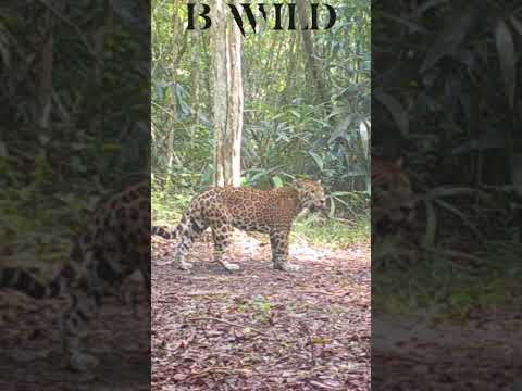 #jaguar #peten #guatemala #bwild