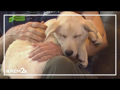 Three puppies find homes after fentanyl overdose