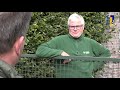 Óngerwaeg en de duizendknoop in Nederweert-Eind - 29 maart 2021