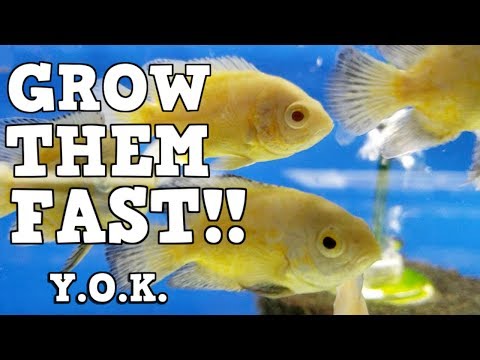 YouTube video about: How long does it take fish to grow?