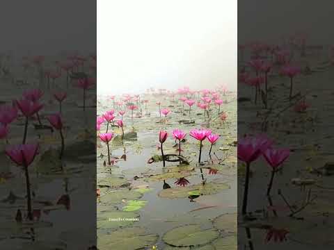 Waterlilies & pigeon | Tanzil's Creation 🪷🕊️