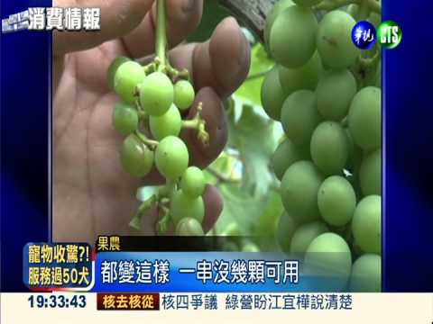 溫差大授粉不良 巨峰葡萄變迷你
