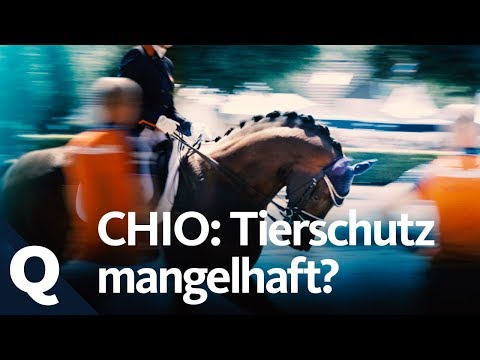 Tierschutz: Mangelhafte Kontrollen beim Reitturnier CHIO? | Quarks